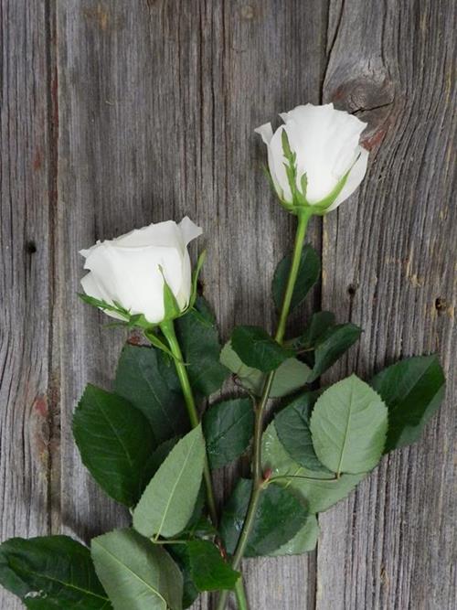 SNOWY JEWEL  WHITE ROSE